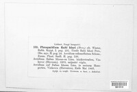 Phragmidium bulbosum image